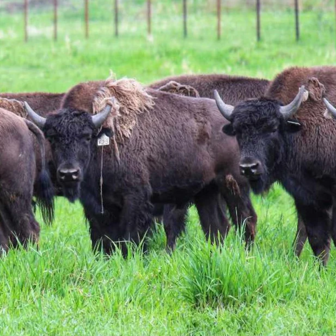 Bison Ridge Ground Bison 454g