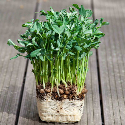 8 Roots Speckled Pea Microgreens 2oz