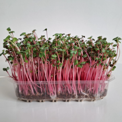 8 Roots Radish Microgreens 2oz