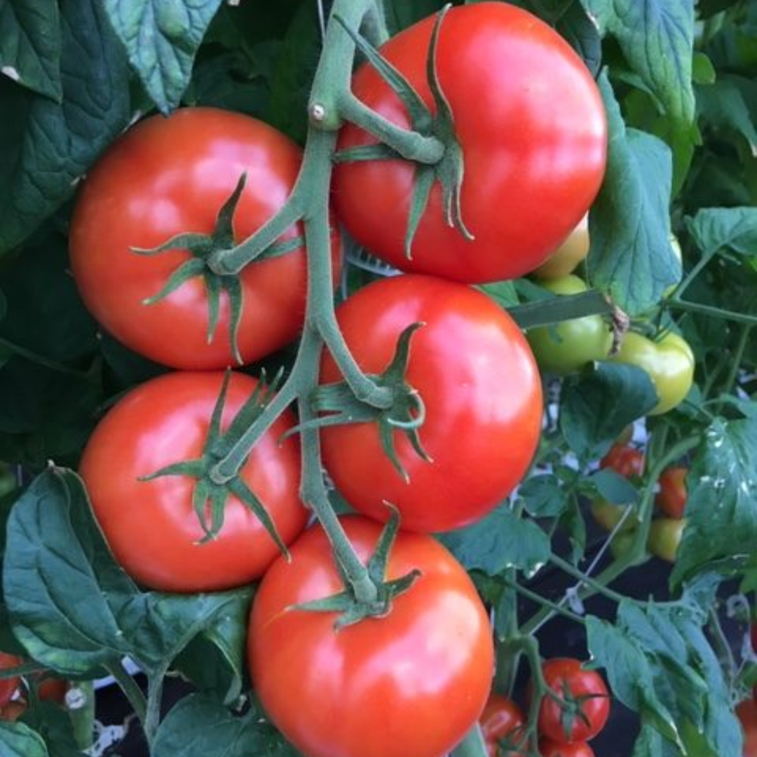 Tomatoes on Vine Golden Eden