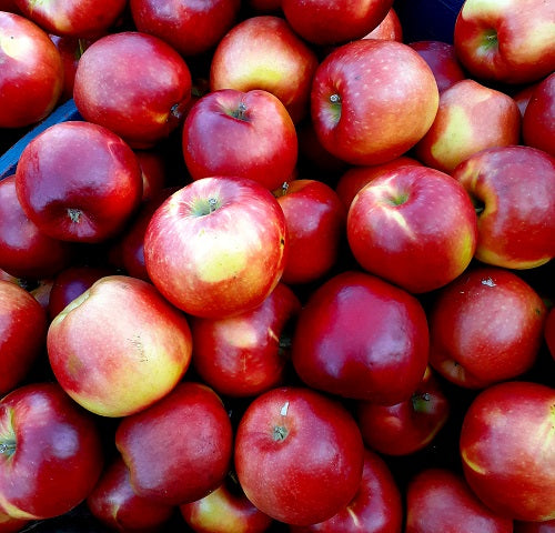 Organic Cosmic Crisp Jumbo Apples