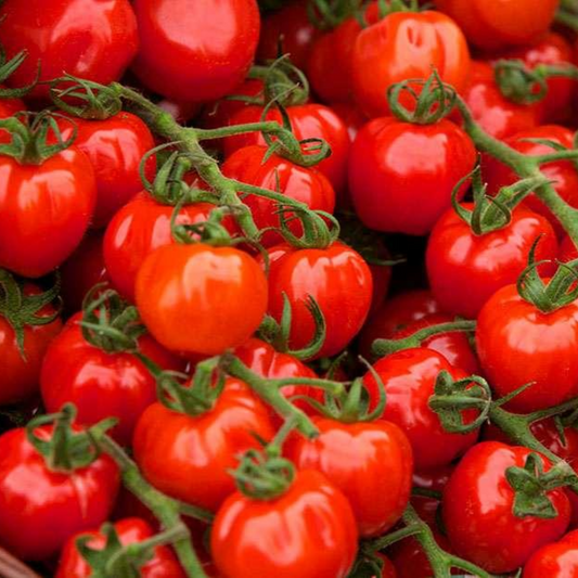 Organic Tomatoes (sold by weight)