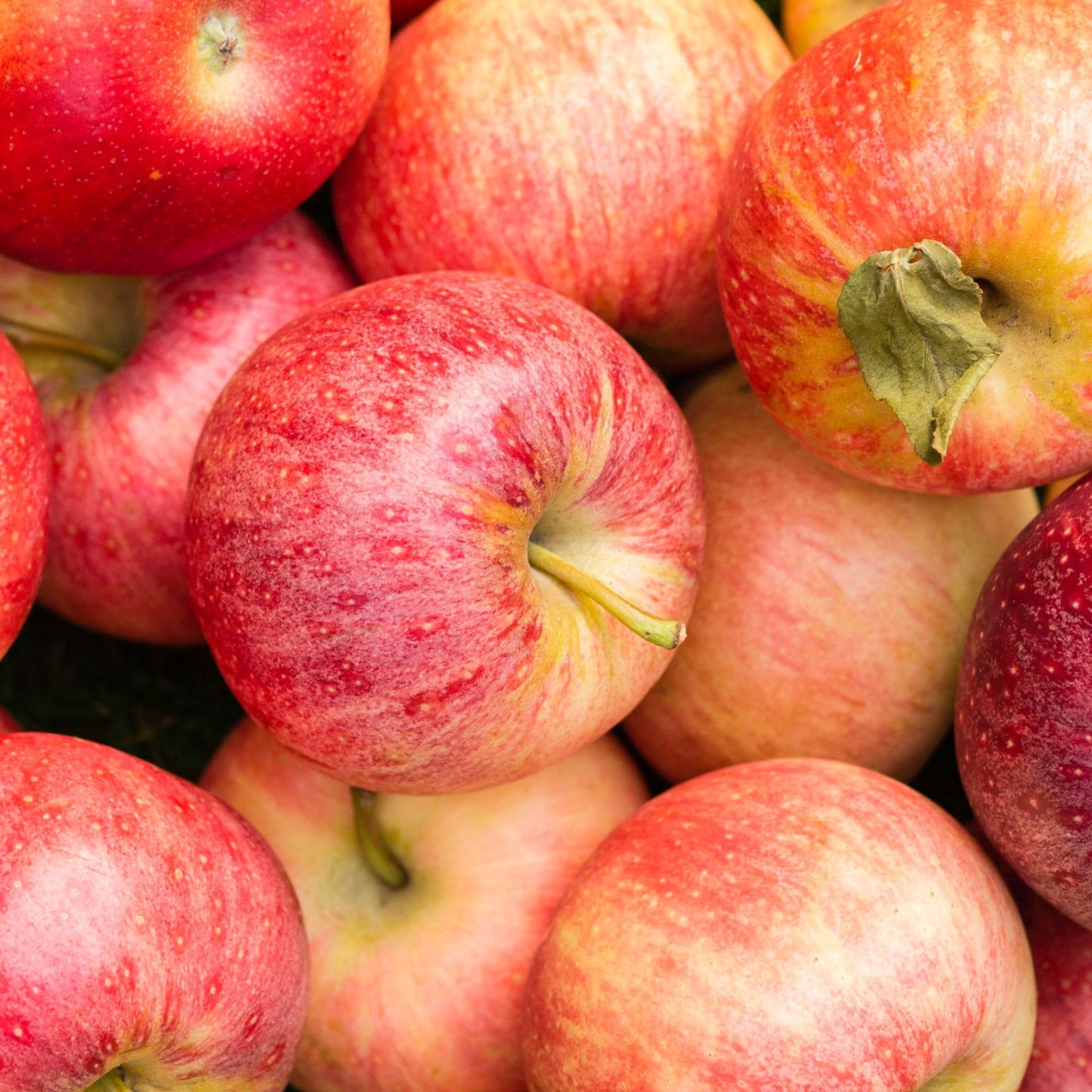 Organic Autumn Glory Apples