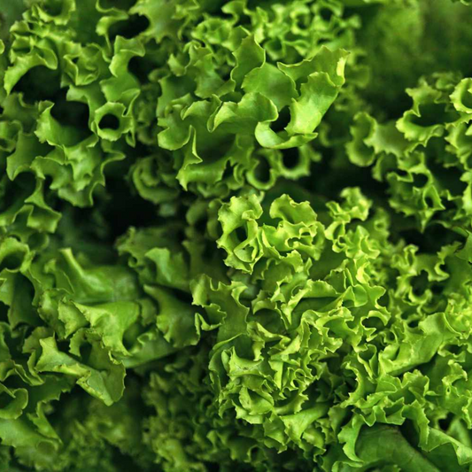 Organic Green Leaf Lettuce OUT OF STOCK