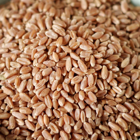 Hard Red Spring Wheat (Organic) 1KG
