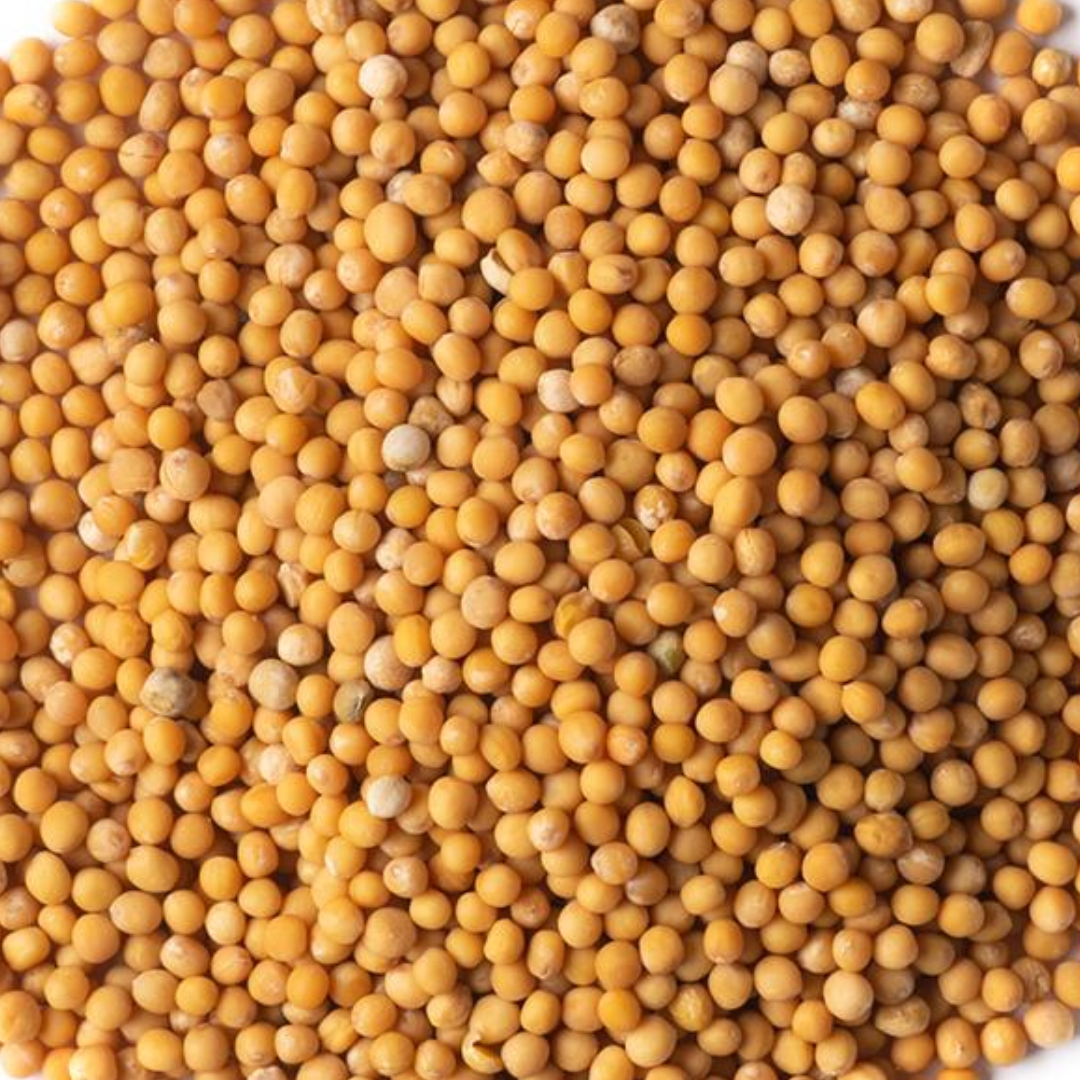 Org Yellow Mustard Seeds 100G